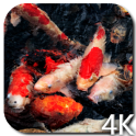 Koi 4K Video Live Wallpaper