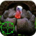Turkey Hunting Calls