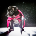 Haustiere Hunde Wallpapers