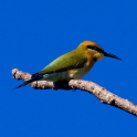 Kakadu Birds