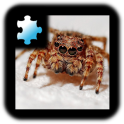 직소 퍼즐: 거미 퍼즐 맞추기