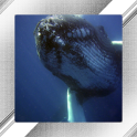 Whale Photo Frames