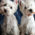 West White Terrier Dogs Themes