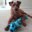 Miniature Pinscher Dogs Themes