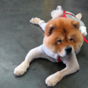 Chow Chow Dogs Wallpapers