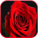 Red Rose LiveWallpaper