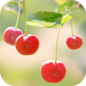 Sweet Cherry Live Wallpaper