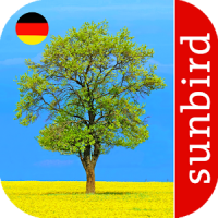 Baum Id - Deutschlands Bäume