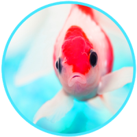 3D Aquarium Fishes Magic Touch Wallpaper