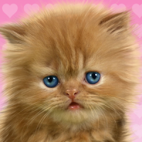 아기 고양이, 귀여운 라이브 배경 화면