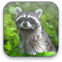 Raccoon Free Video Wallpaper