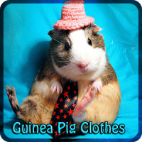 Guinea Pig Clothes