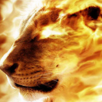 HD Fire Lion Wallpaper