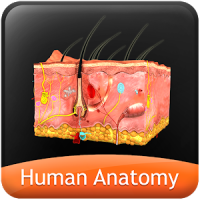 HumanAnatomy-Integumentary