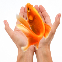 Goldfish Care-simple guide