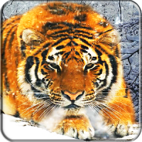 Тигр живые обои