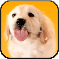 Puppy Licks Screen Video LWP