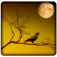 Bird Sound ~ Nature Sound HD