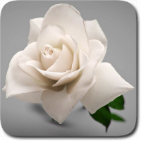 White Rose Live Wallpaper