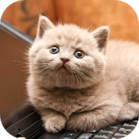 Lusy Cat Sounds Audio Free