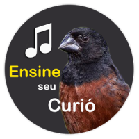 Curió Encarte