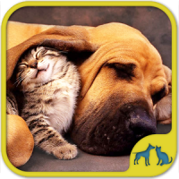 Cats And Dogs Puzzle Games