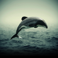 Māui Dolphin
