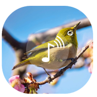 Bird Sound ~ Nature Sound HD