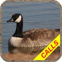 Goose hunting calls Pro. Waterfowl hunting decoy