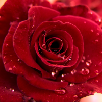 3D Love Roses Live Wallpaper