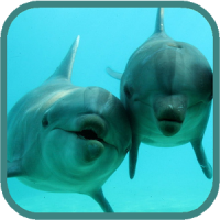 Dolphins HD. Video Wallpaper
