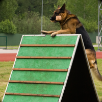 पुलिस कुत्ता प्रशिक्षण सिम2015