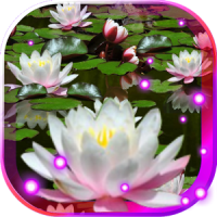 Lotos Lily Water Live wallpaper