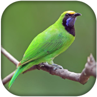 Greater Green Leafbird sounds