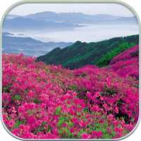 HD Mountain Flower Wallpaper