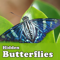Hidden Butterflies