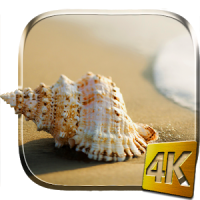 Sea Shell 4K Live Wallpaper