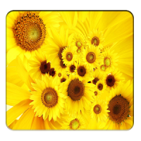 Sunflower Wallpapers