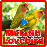 Melatih Lovebird