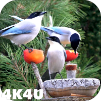 4K Garden Birds Video Live Wallpaper