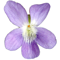 New Jersey Wildflowers