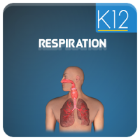 Cellular Respiration Process