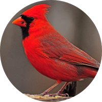 Sonidos de pájaros cardinales