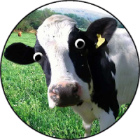 Cow or Cattle Sounds