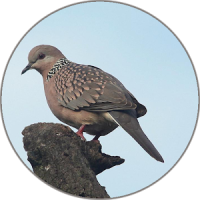 Spotted turtle dove Sounds