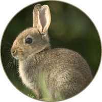 Kaninchen-Häschen und Sounds