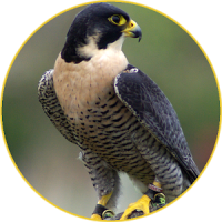 Peregrine Falcon (Animal) sounds