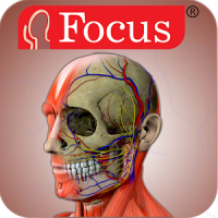 Head and Neck- Digital Anatomy