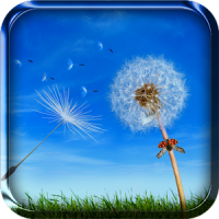 Dandelion Live Wallpaper