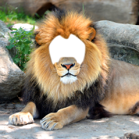 Lion Photo Montage